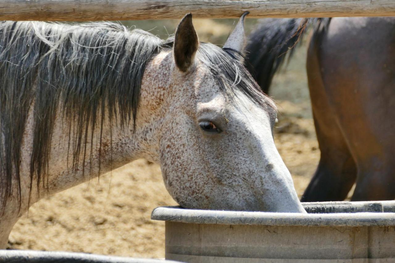 Готель Bill Cody Ranch Екстер'єр фото
